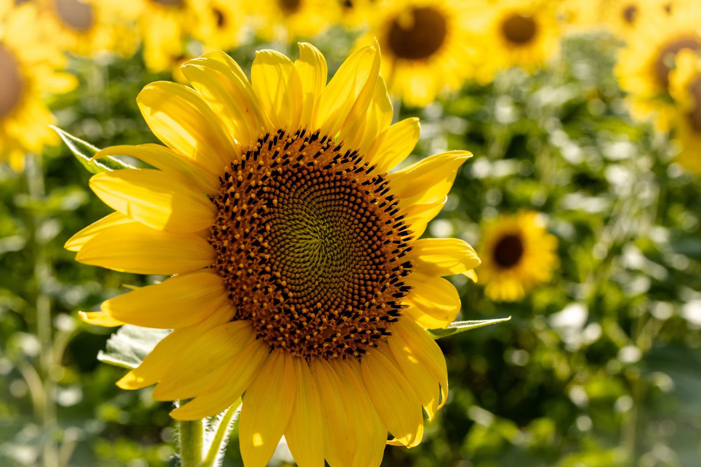 Matthiessen-Sunflowers