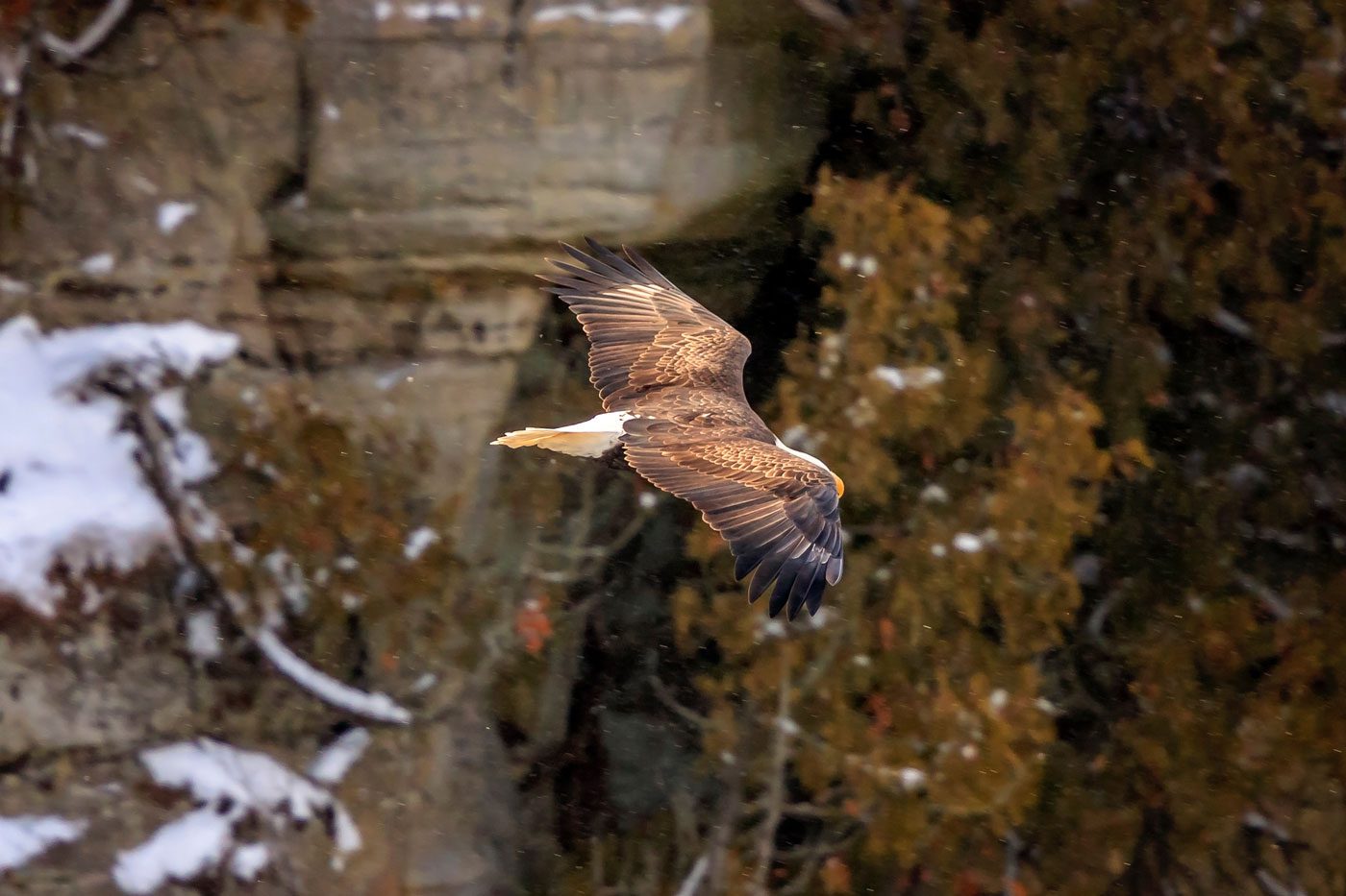 American-Bald-Eagle, state park,Illinois